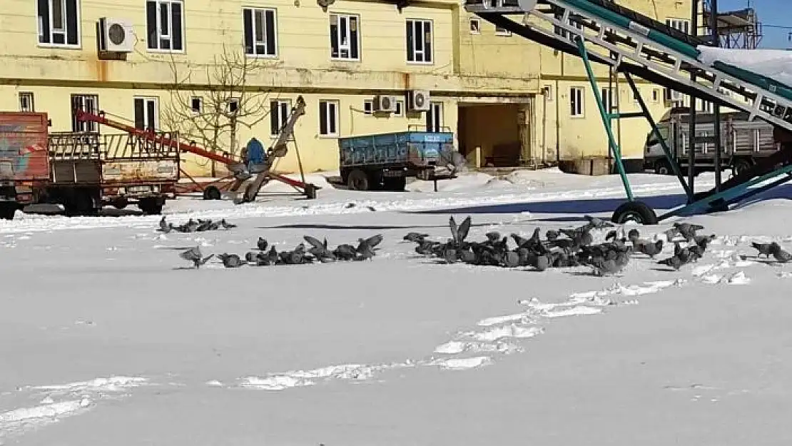 'Adıyaman´da aç kalan kuşlar unutulmadı'