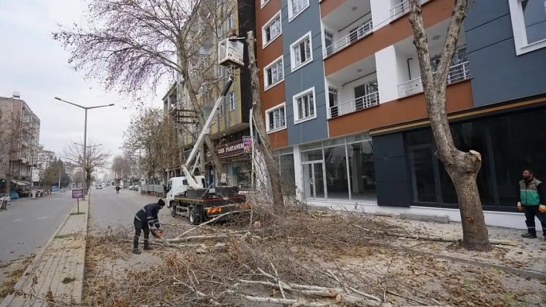 'Adıyaman´da ağaçlara kış bakımı'