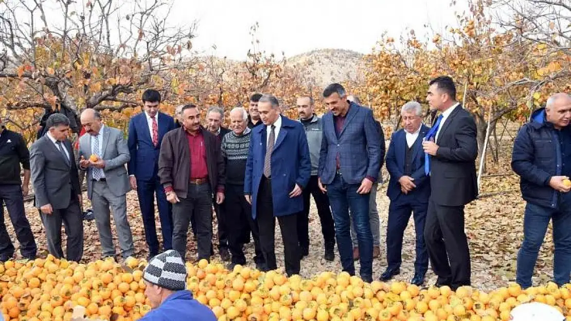 'Adıyaman´da ´Cennet Hurması´ hasadı başladı'