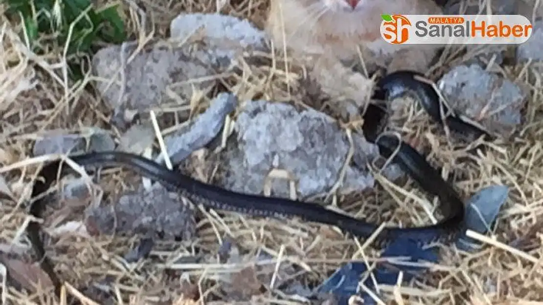 Adıyaman'da kedinin yılanla oyunu