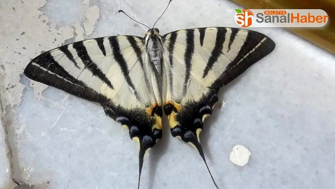 Adıyaman'da zebra çatal kuyruklu kelebek görüldü