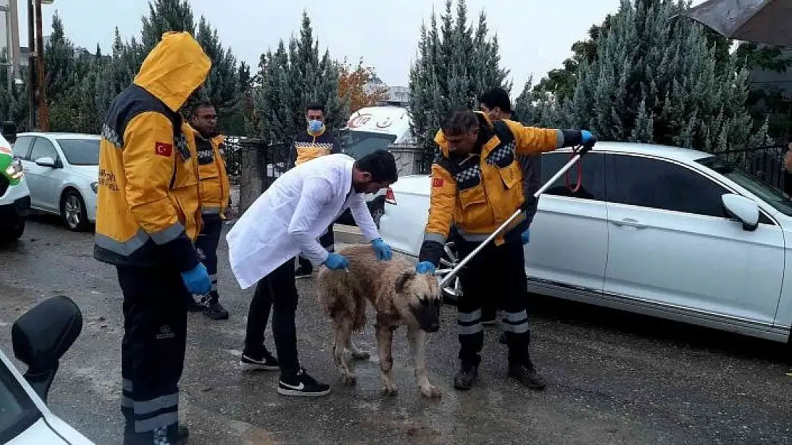 'Adıyaman´daki kuduz vakasının ardından sokak hayvanlarına aşılama başladı'