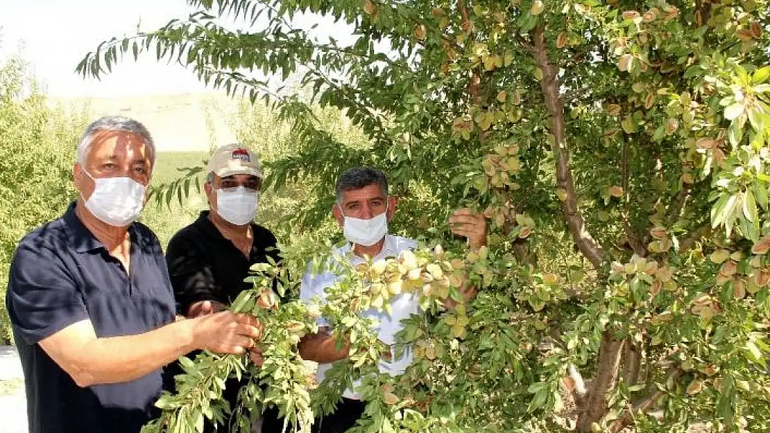 'Adıyaman modern tarım ile badem diyarı oldu'