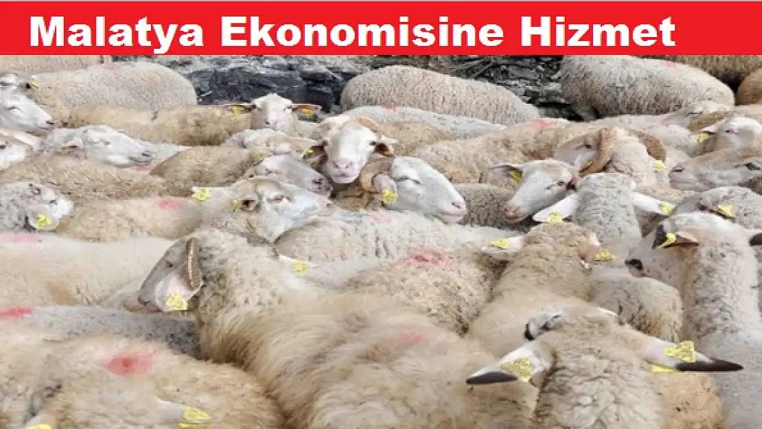Damızlık Koçlar Önümüzdeki Ay Dağıtılıyor