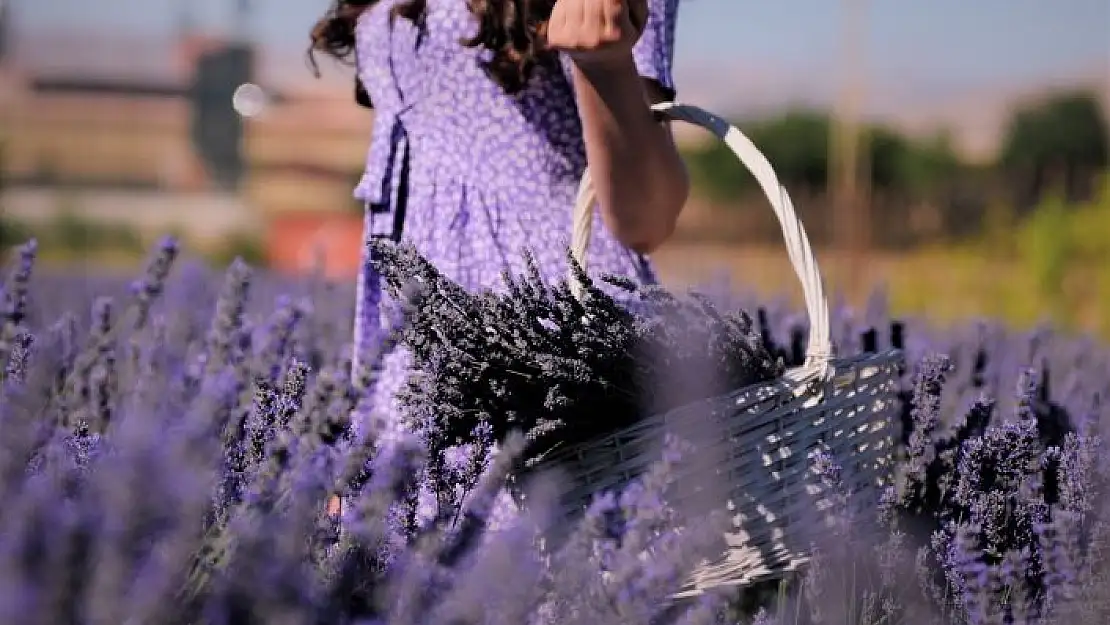 'Afşin´de kırsal kalkınma aromatik bitkilerle sağlanacak'