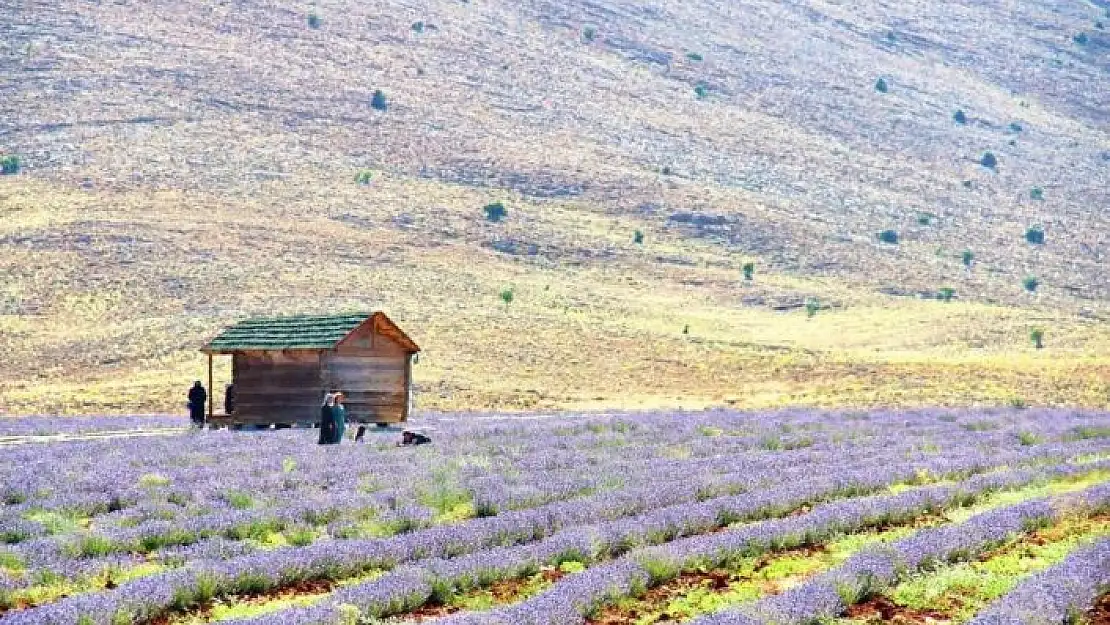 'Afşin´in aromatik yağları ve kozmetik ürünleri İngiltere yolcusu'