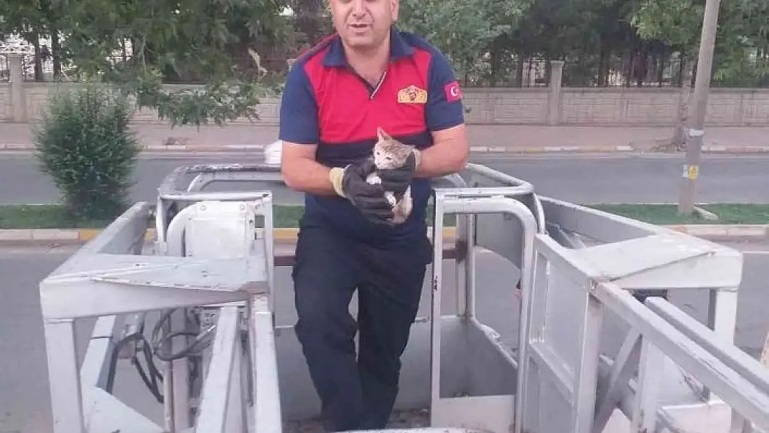 'Ağaçta mahsur kalan kedi kurtarıldı'