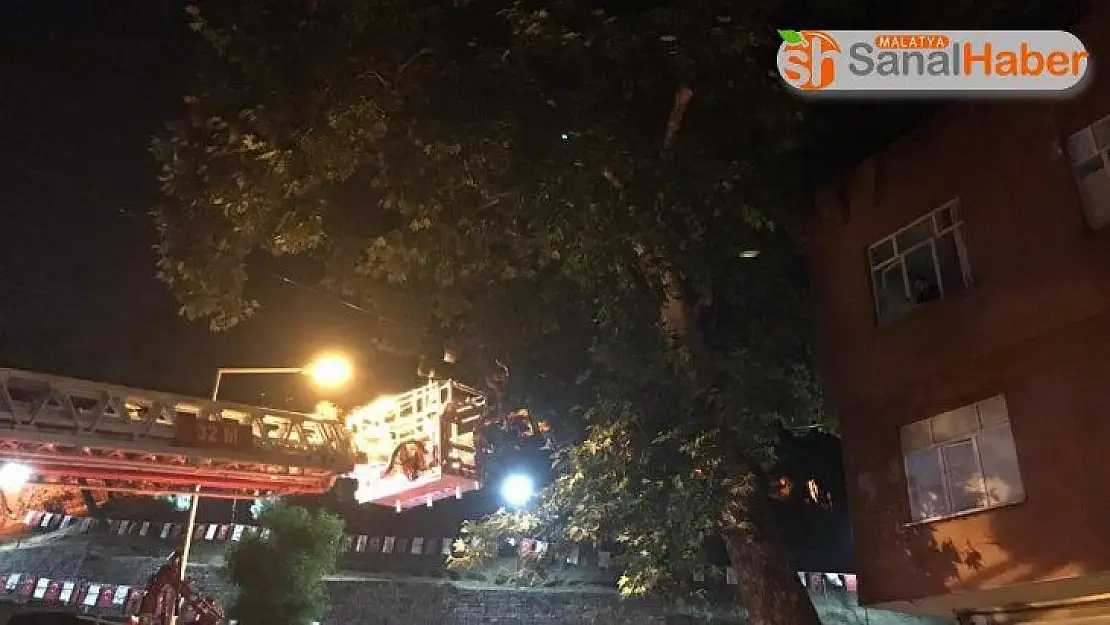 Ağaçta mahsur kalan kediyi itfaiye kurtardı