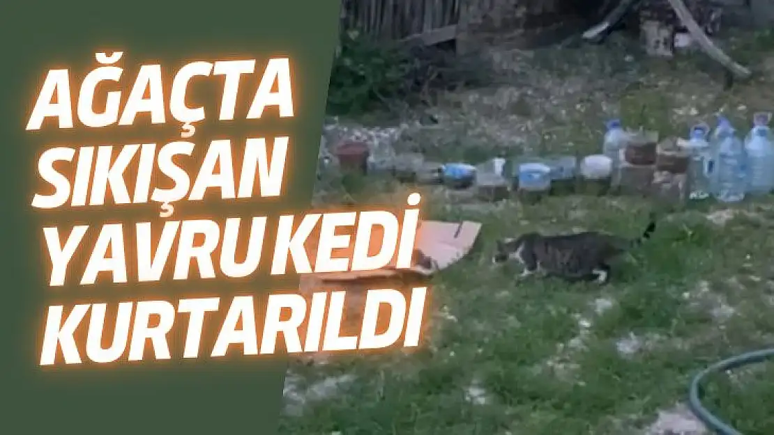 Ağaçta sıkışan yavru kedi kurtarıldı