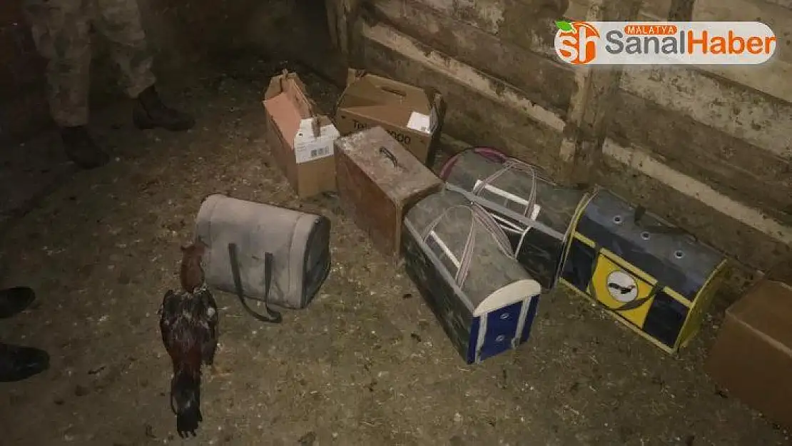Ahırda horoz dövüştüren şahıslara suçüstü