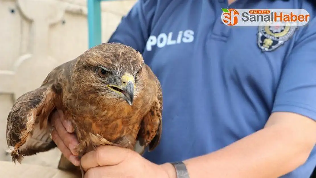 Akıma kapılan kızıl şahine polis sahip çıktı