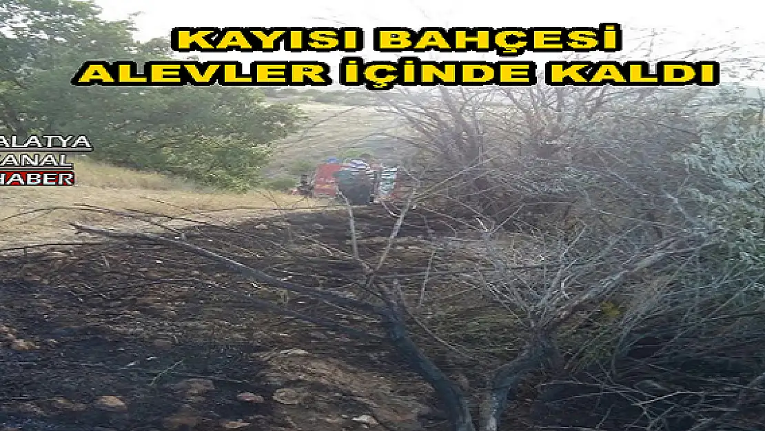 MALATYA'DA YANGINDA KAYISI AĞAÇLARI ZARAR GÖRDÜ
