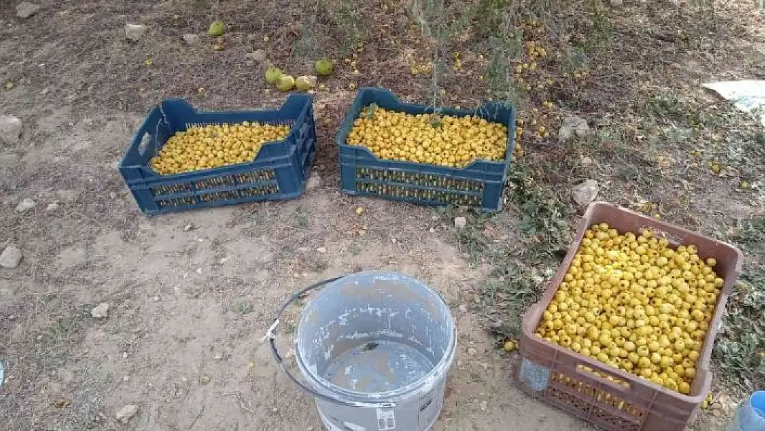'Alıç üreticinin elinde kaldı'