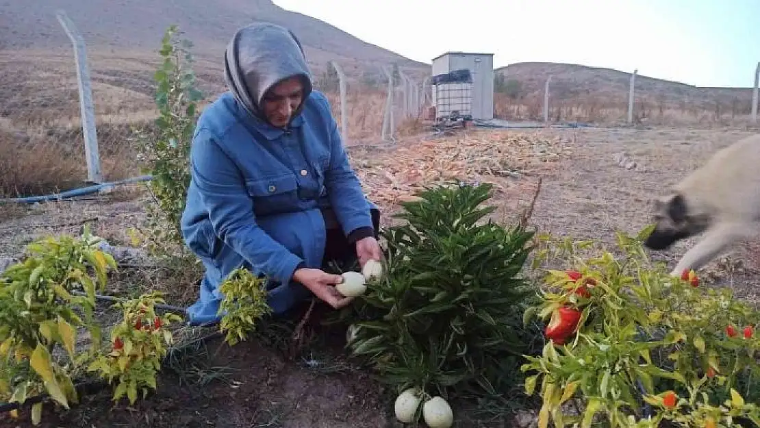 'Anavatanı Peru olan meyveyi Ekinözü´nde yetiştirdi'