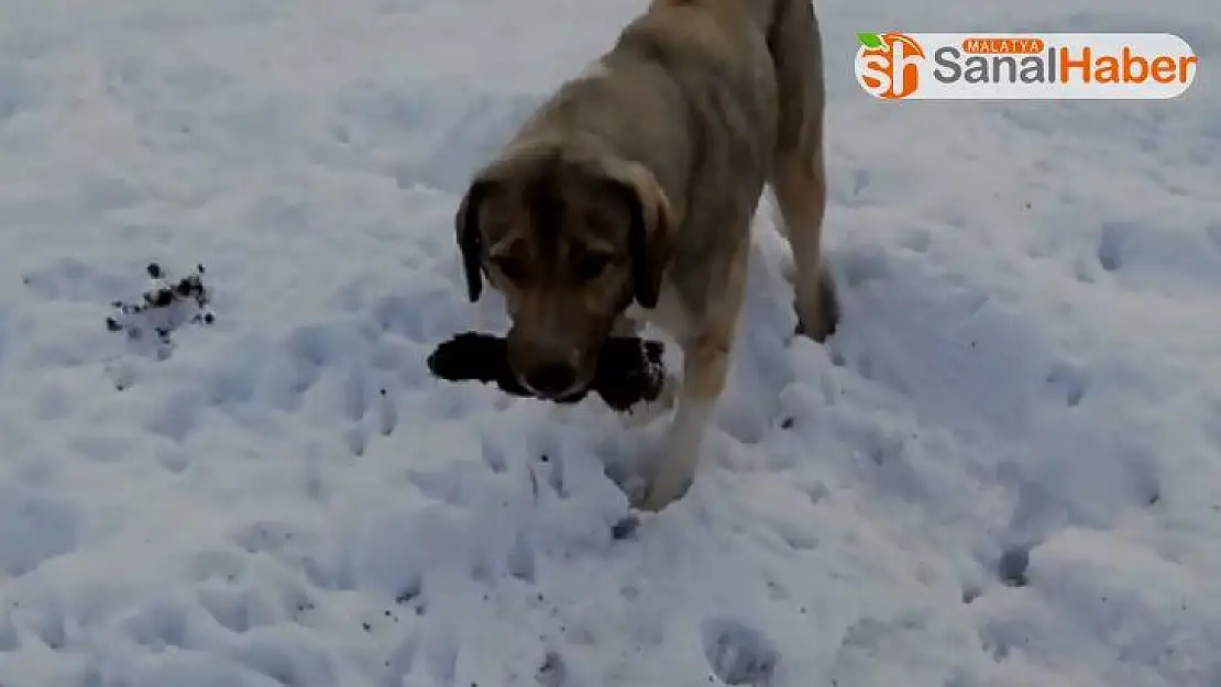 Anne köpek ölen yavrusunu kendi gömdü