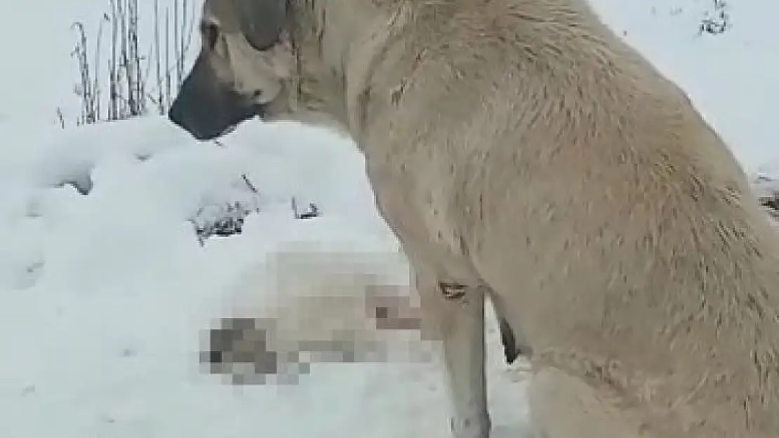 'Anne köpek ölen yavrusunun başından ayrılmadı'