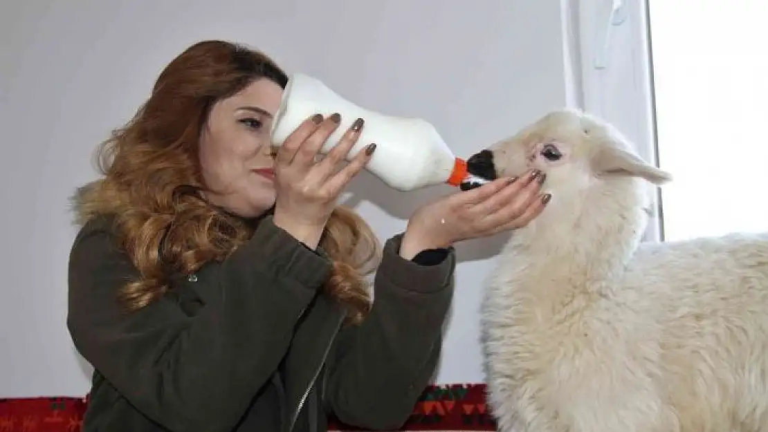 'Annesi ölen ´Rıfkı´yı´ ev ortamında biberonla besliyorlar'