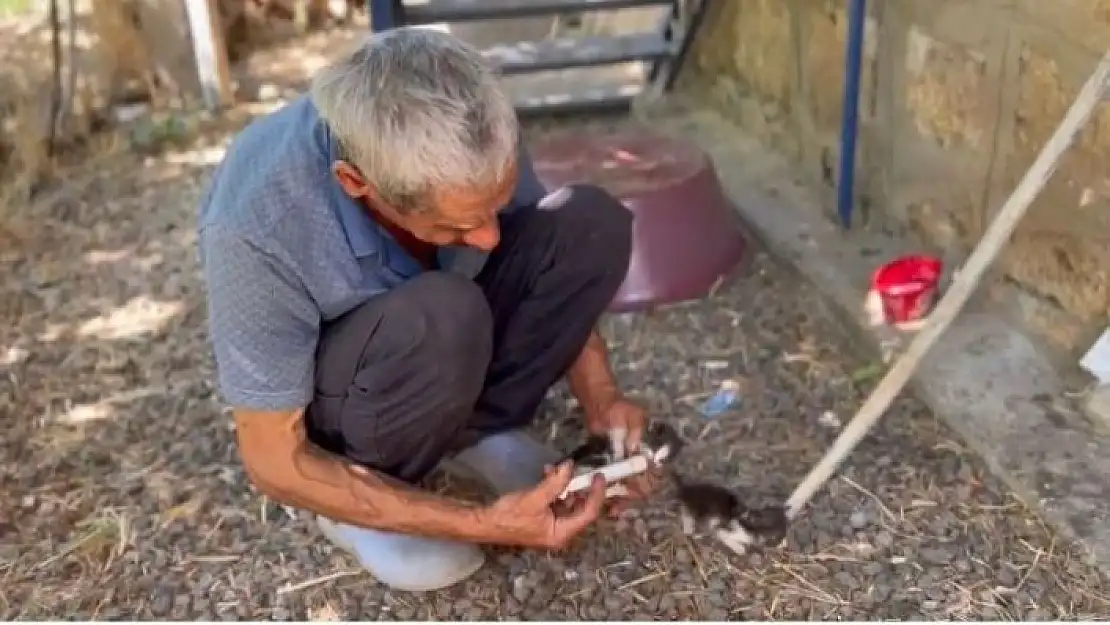 'Annesiz kalan yavru kedileri şırınga ile besliyor'