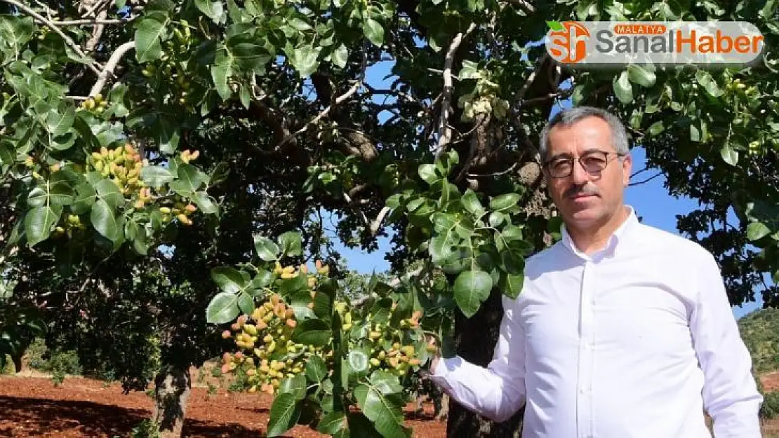 Antep baklavasının fıstığı Kahramanmaraş'tan