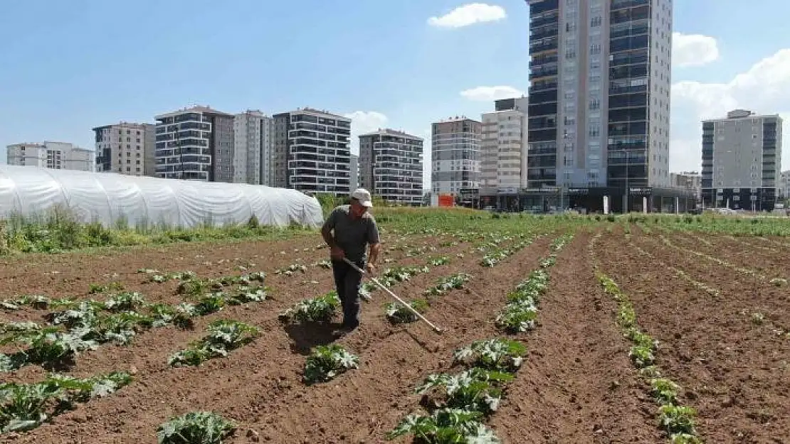 'Apartmanlar arasında tarım'