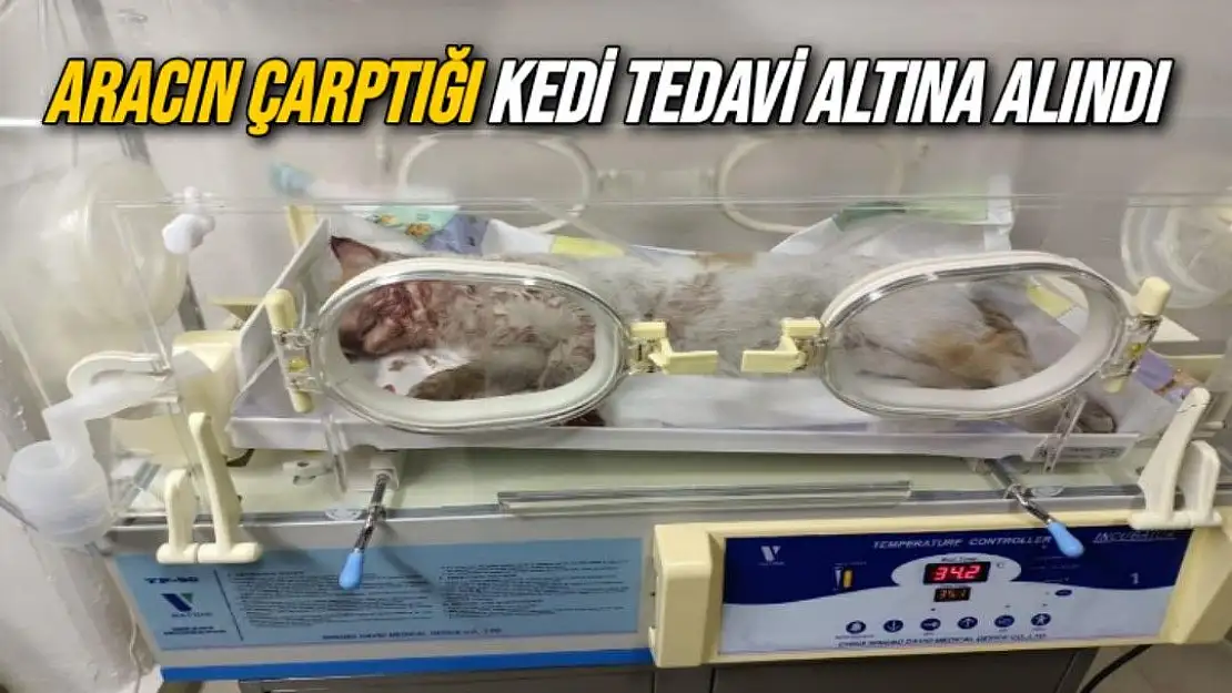 Aracın çarptığı kedi tedavi altına alındı