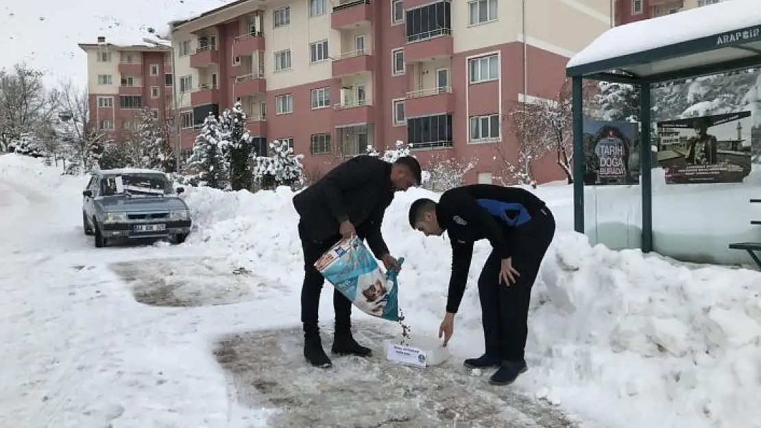 'Arapgir Belediyesi, sokak hayvanlarını unutmadı'