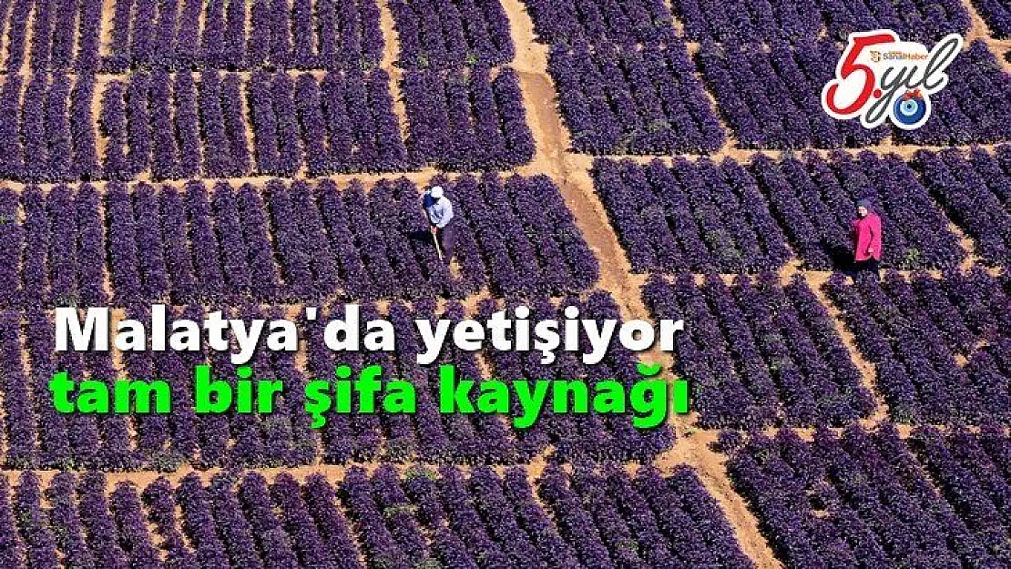 Malatya'da yetişiyor!