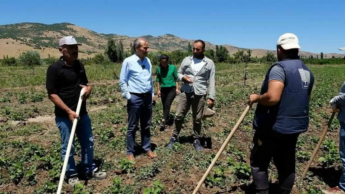 'Arguvan´da ilk kez kuru fasulye ekildi'