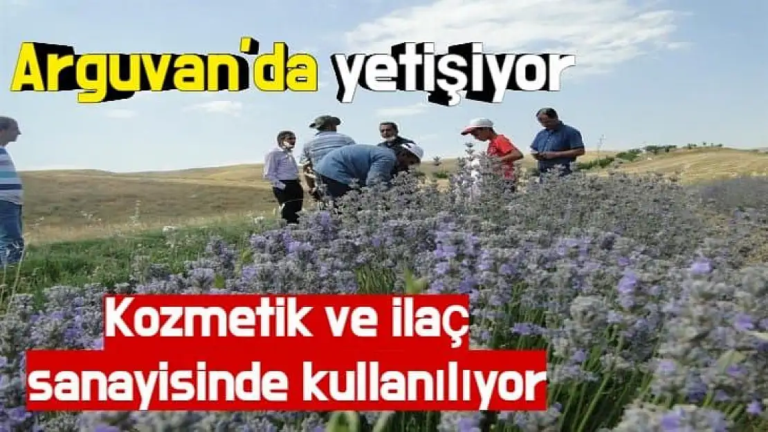 Arguvan´da yetişiyor Kozmetik ve ilaç sanayisinde kullanılıyor