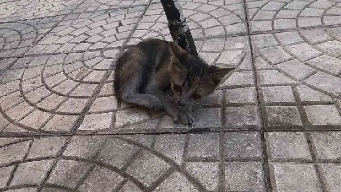 'Asansör boşluğunda mahsur kalan kedi kurtarıldı'