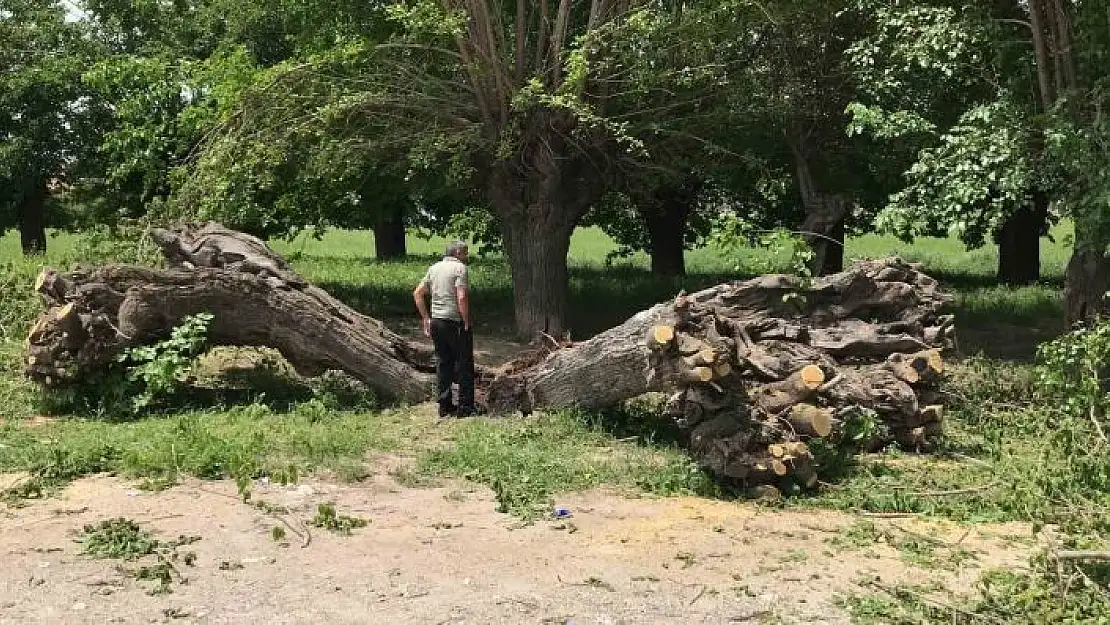 'Asırlık dut ağacı ortadan ikiye ayrılıp devrildi'