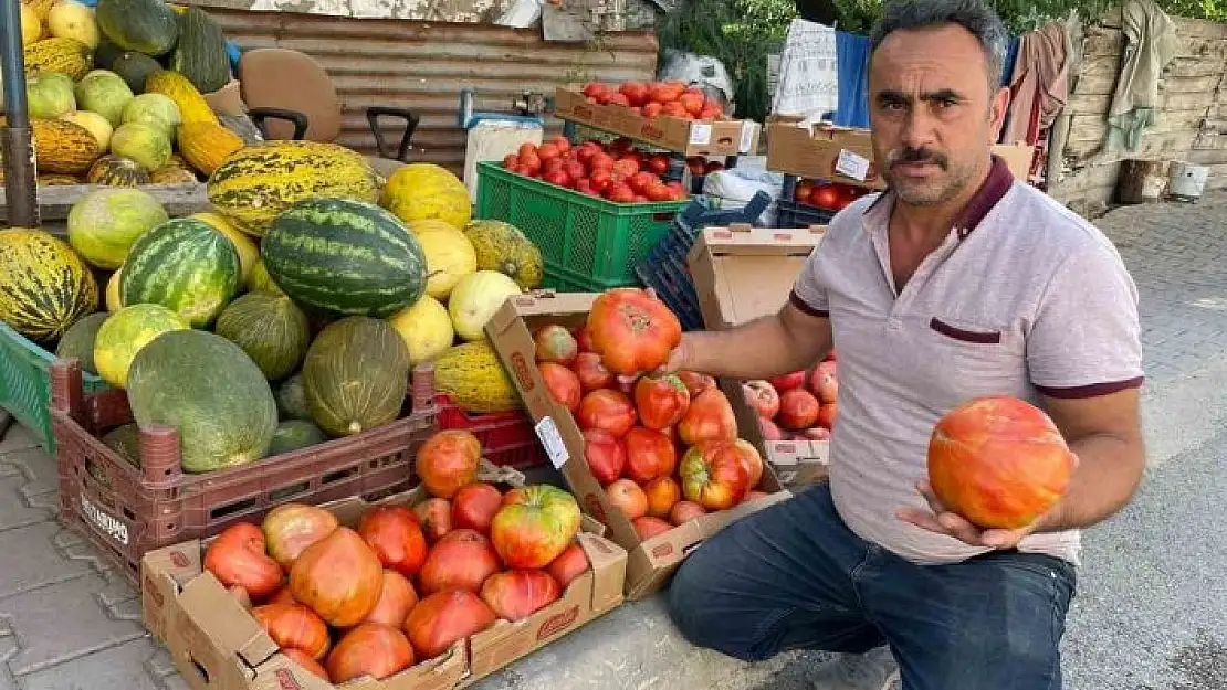 'Ata tohumundan üretilen 1 kiloluk domates ele avuca sığmıyor'