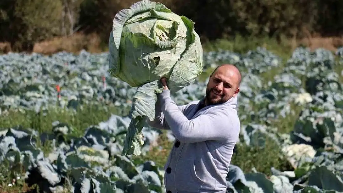 'Ata tohumundan üretilen dev lahanaların hasadı başladı'