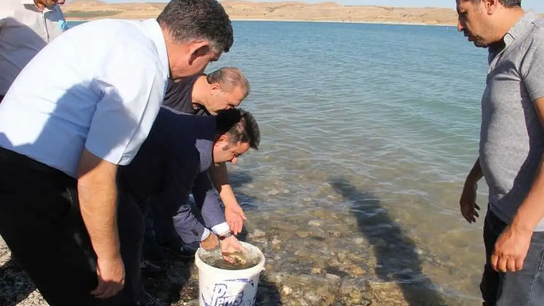 'Atatürk Barajına şabut balığı bırakıldı'