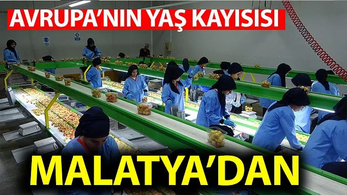 Avrupa´nın yaş kayısısı Malatya´dan