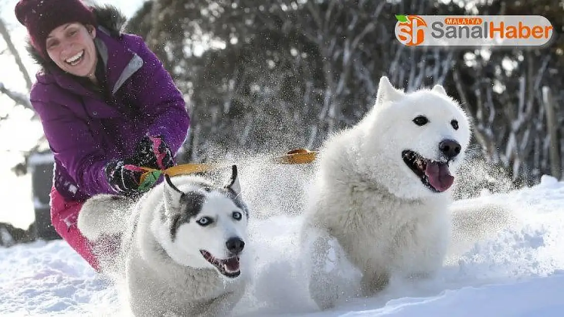 Avustralya'da 29. köpek kızak yarışları