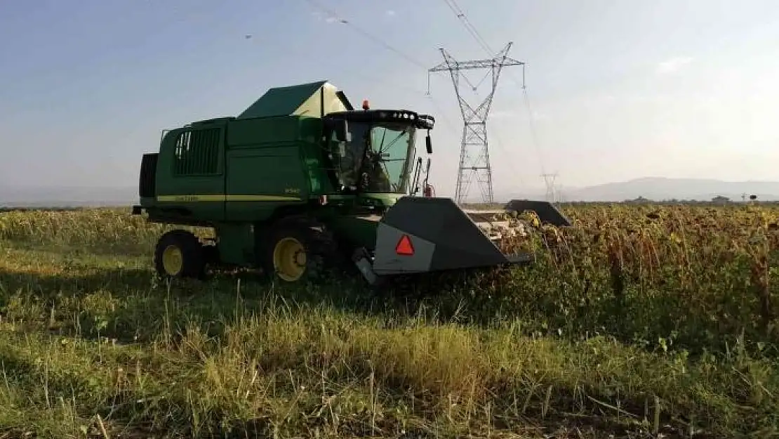 'Ayçiçeği tarlalarında hasat başladı'