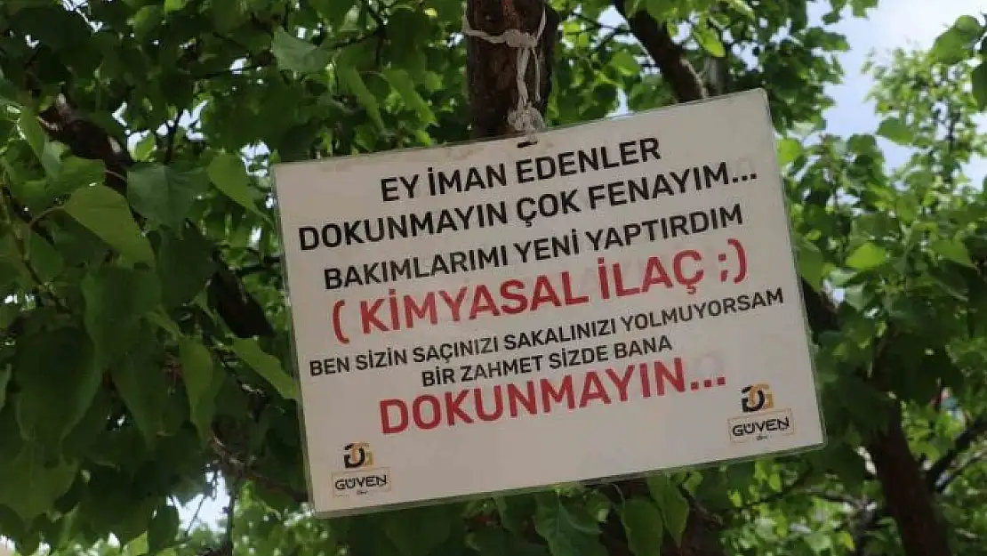 '''Babam çekirdeğinden büyüttü'' dediği ağaca öyle bir not astı ki gören 2 kez düşündü'