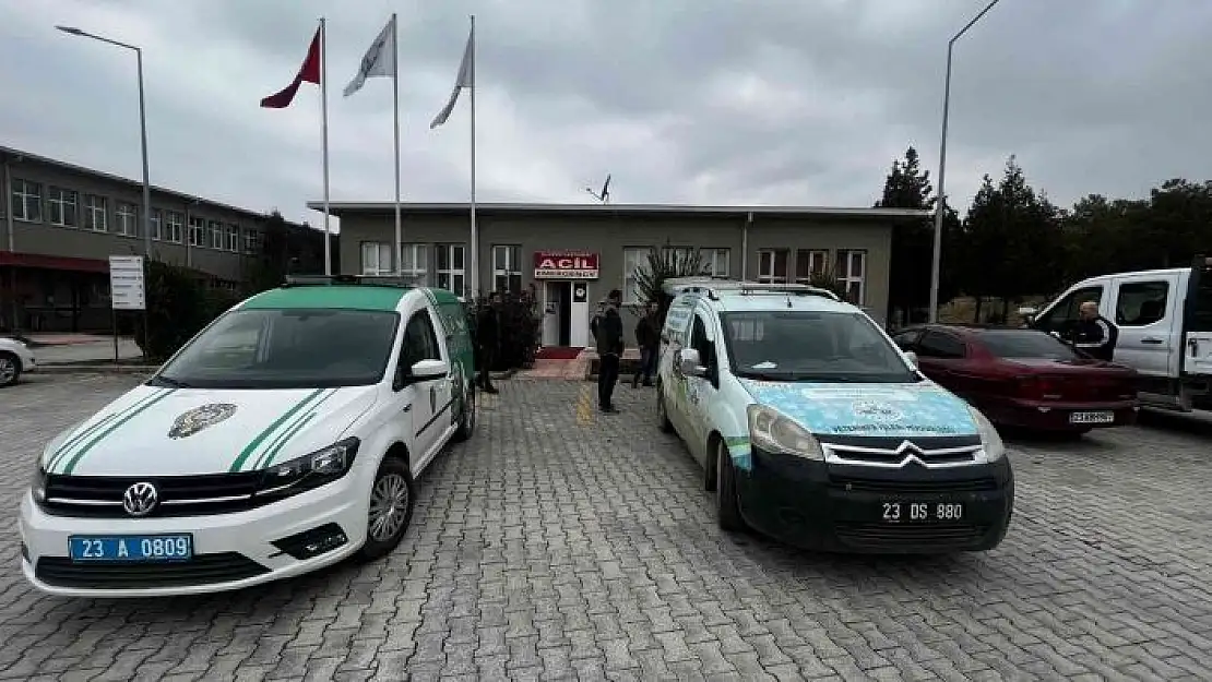 'Bacağı kırık tay, tedavi altına alındı'