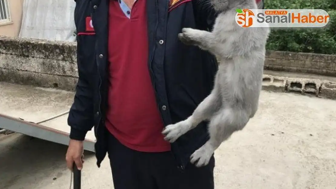 Bacanın içine düşen tavşan kurtarıldı