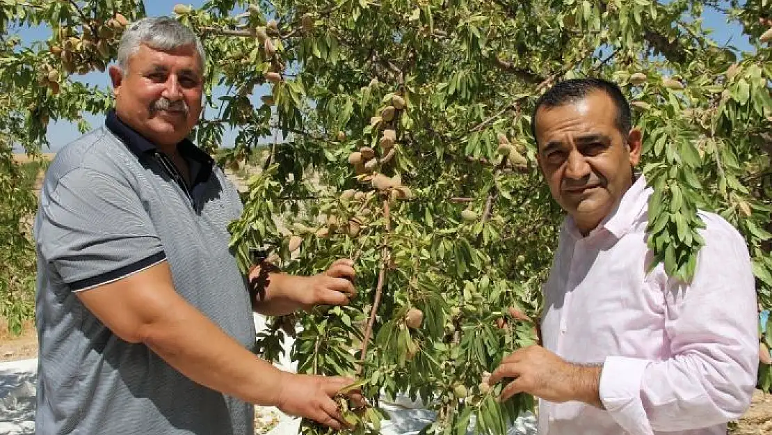 '`Badem diyarında´ doğal afetlere rağmen rekolte sevinci'