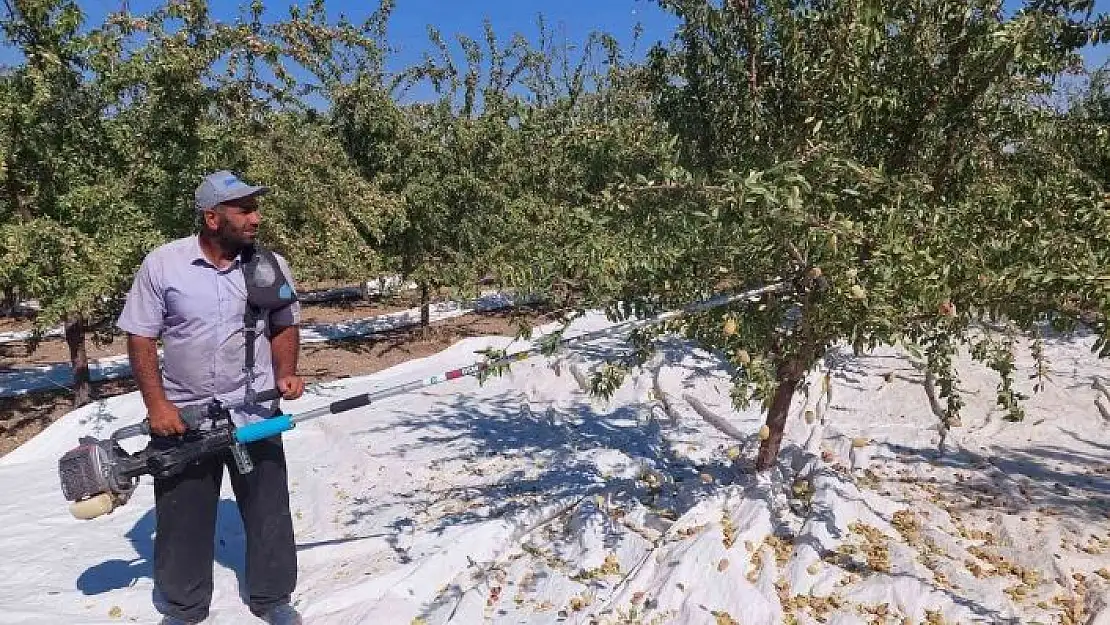 'Badem diyarında hasat zamanı'