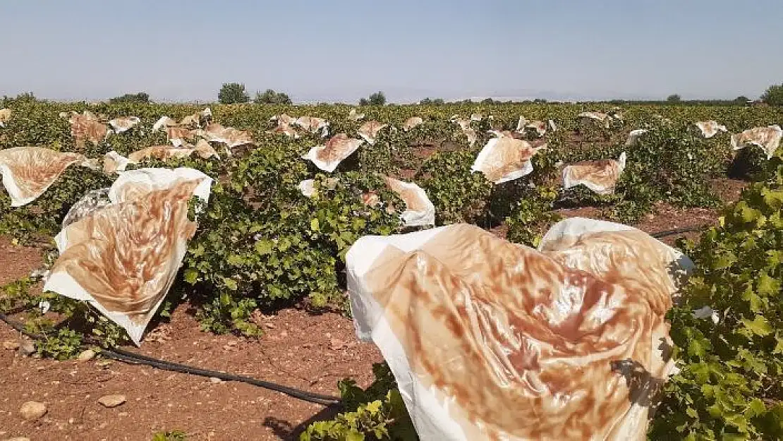 'Bağlar pestil tarlasına döndü'