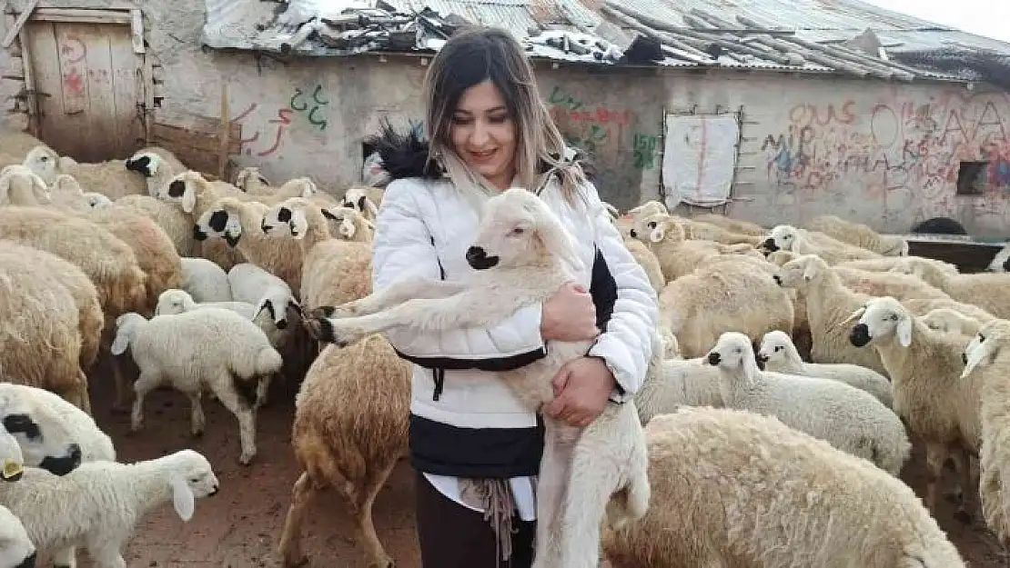 'Baharın müjdecisi kuzu doğumları başladı'