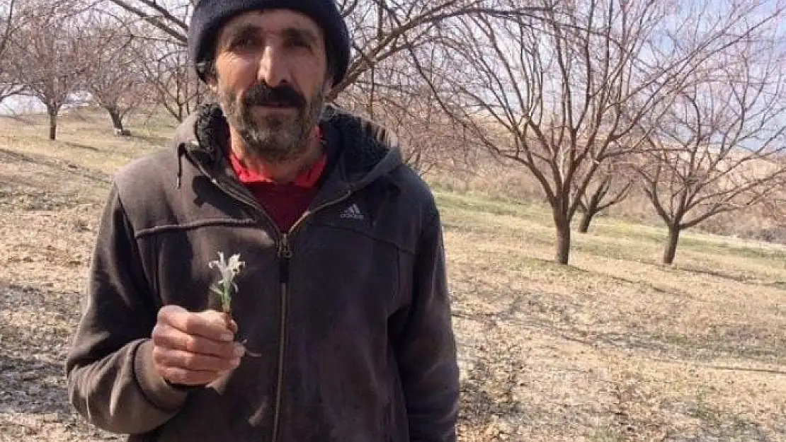 'Baharın müjdecisi Nevruz Çiçeği Şubat ayında açtı'