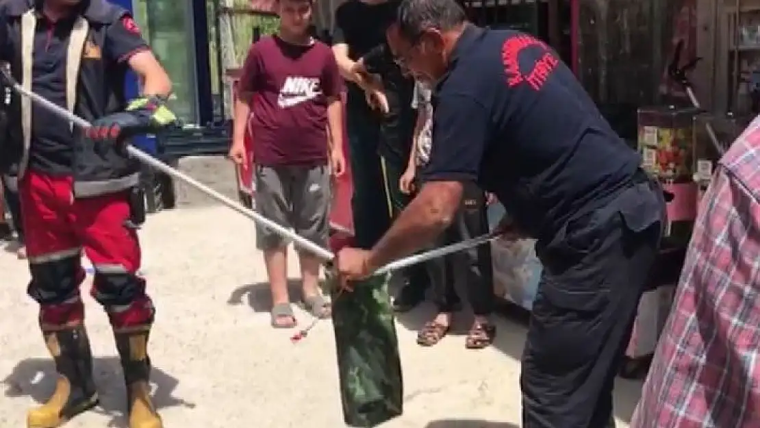 'Bakkal dükkanında yılan paniği'
