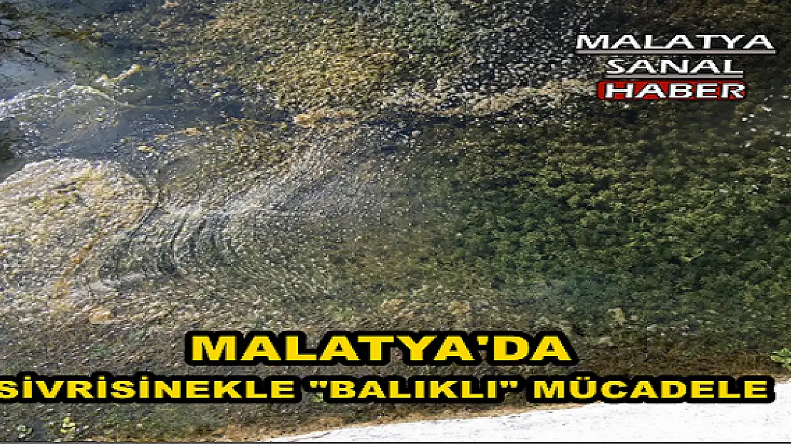 'MALATYA'DA SİVRİSİNEKLE ''BALIKLI'' MÜCADELE'