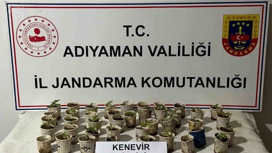 'Bardakta kenevir bitkileri ele geçirildi'