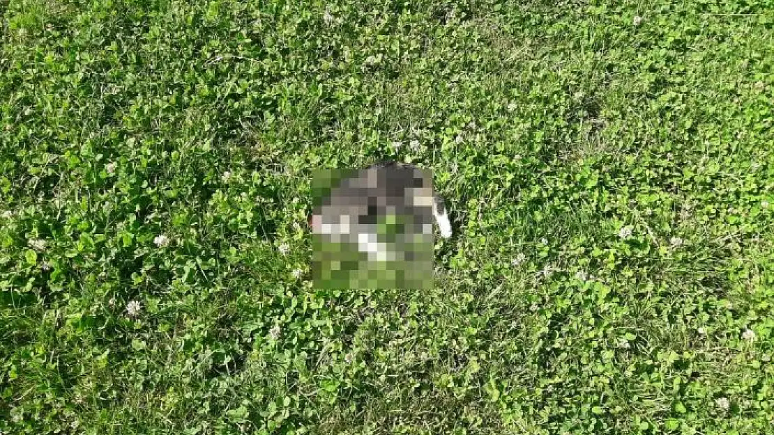 'Başı kesilerek telef edilen yavru kedi tedirgin etti'