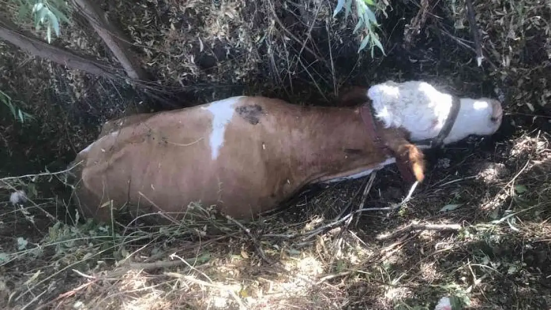 'Bataklığa saplanan inek kurtarıldı'